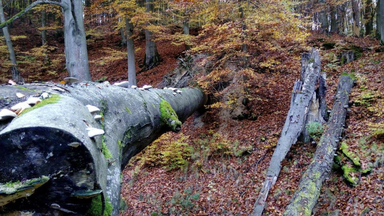 Bobrowa Przystan Villa Czechyn Eksteriør billede